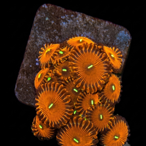 Palythoa