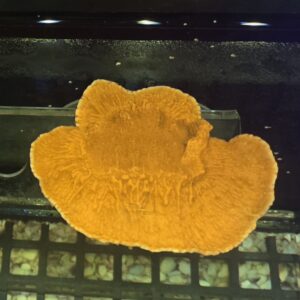 Montipora Capricornis Vermelha