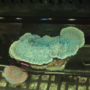 Montipora Capricornis Verde